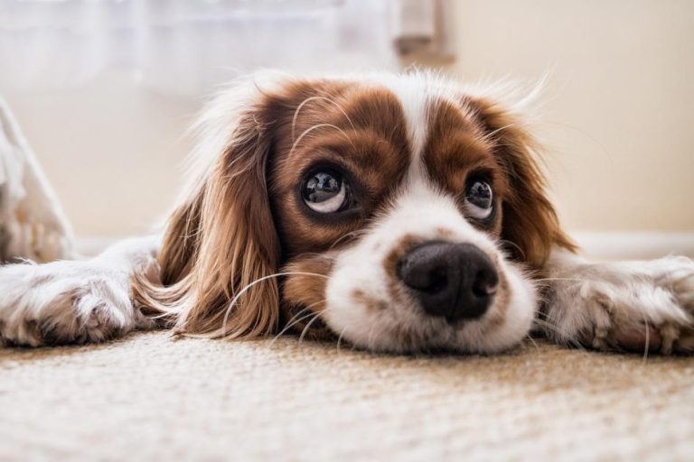 Huiseigenaar vergelijkt ziektekostenverzekering voor haar gezonde hond op de bank